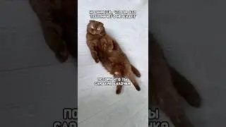 Понять, простить, извиниться ￼ #питомцы #мем #котики