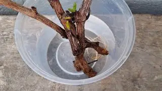 This is how I root grapes cuttings in water