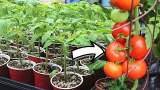 How to Grow Big Beef Tomatoes (Perfect Beefsteaks SEED to HARVEST!)