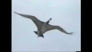 [WHT.RU] Воздушные змеи для охоты JC - гусь