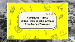 EP233 - How to take cuttings from French Tarragon #5minutefriday