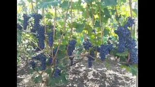 Обзор ранних сортов винограда 2021 года.