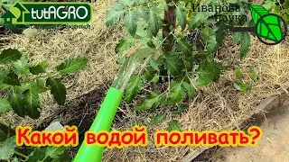 КАКОЙ ВОДОЙ ПОЛИВАТЬ в ТЕПЛИЦЕ и в ОГОРОДЕ? Как поливать холодной водой прямо из скважины, колодца.