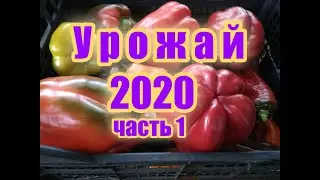 Наш урожай 2020 г. часть 1. Огурцы, помидоры, болгарский перец.