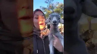 Bi de bayıl istersen oğlak #vlog #köy #köyhayatı #goat