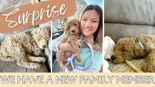 WE HAVE A NEW FAMILY MEMBER | SURPRISING MY KIDS