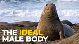 The Insane Biology of: The Elephant Seal