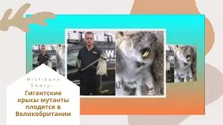 Гигантские крысы мутанты плодятся в Великобритании