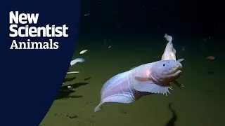 These are the deepest fish ever filmed