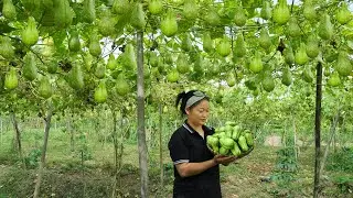 🔴 Harvest a lot of chayote to sell at the market, gardening, cooking and take care of chickens