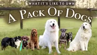 The TRUTH about owning a whole PACK OF DOGS!!!