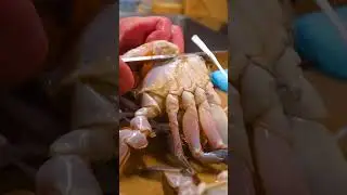 【希少】ワタリガニの捌き方！渡り蟹一筋55年「松屋」How to cut blue crab!