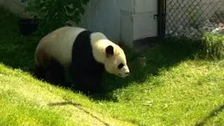 Toronto zoo visitors get too close to pandas