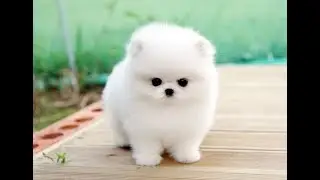 Cute Doggo