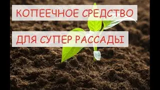 КАК ЗАМОЧИТЬ СЕМЕНА ПЕРЦА В ПЕРЕКИСЬ ВОДОРОДА/ в чем быстро замочить семена перед посадкой