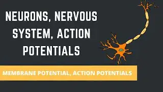 NEURONS , NERVOUS SYSTEM , ACTION POTENTIALS