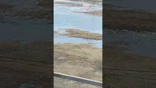 разливы есть, есть ли гуси?