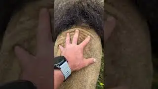 | The Lion Whisperer