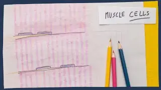 Muscle tissue: the basics - Biology tutorial