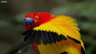 ZEBERD -  Birds of Paradise