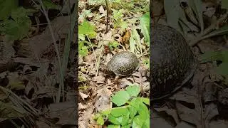 Box Turtle