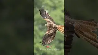 Red Kites In Flight - Wales, UK!