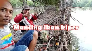 MANCING IKAN KIPER DITAMBAK