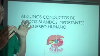 Conductos de órganos y tejidos. Así se comunican las glándulas exocrinas y órganos