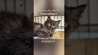 ❤️Харизматичный пушистик Финик / Новосибирск/ распространяйте ролик🙏 Котёнку нужен дом🏠