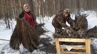 Подкормка косуль зимой  Самец косули  наблюдает за нами  Следы кабанов Волки съели косулю