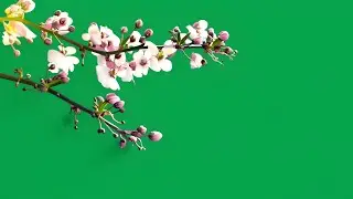 flower branch green screen video | Green screen flower