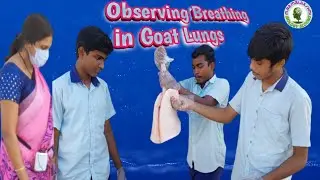 Lungs  |  Respiration  |  Breathing  |  Lungs in Goat  | Goat Lungs observation  | Working of Lungs