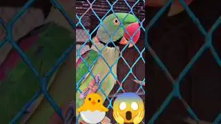 FUNNY 😂🤣 TALKING PARROT Cute 🥰🐣🐈🐥#ytshorts #shorts #youtubeshorts #parrot #mittoo #india