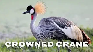 Grey crowned crane sound