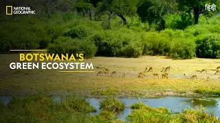 Botswana's Green Ecosystem | Africa's Deadliest | Full Episode | S07-E01 | हिंदी | #NatGeoIndia