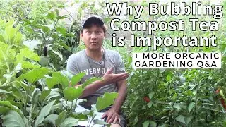 Why It's Important  to Bubble/Aerate Compost Tea + More Gardening Q&A