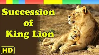 [Lion Story] Succession of King Lion - Fight for Survival - Nat Geo Wild Documentary HD