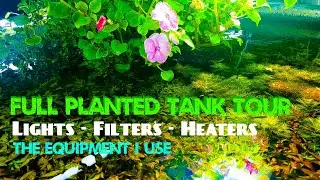 Full Planted Tank Tour