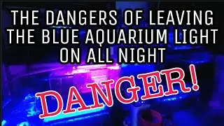 Can I Leave The Blue Aquarium Light On All Night? The DANGER to Your Fish, & Risk of Algae Growth