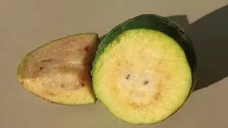 ПОЛЕЗНЫЕ  И ЛЕЧЕБНЫЕ  СВОЙСТВА ФЕЙХОА.
