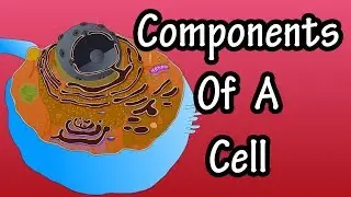 Cell Parts Components And Their Functions - Structure Of A Cell - Functions Of A Cell