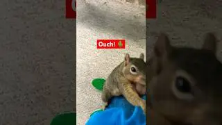 Squirrel Takes A Swing At Me