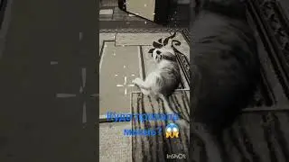 💥Котёнок🐈 из подвала и подкидыш🐱 из коробки поймали мышь🐀!😱#шортс #прикол #funny #cats #котики #like