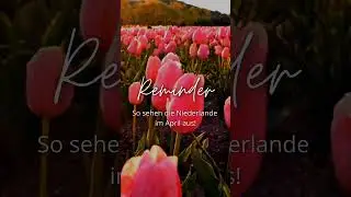 So sehen die #niederlande im April aus!🌷 🇳🇱 #shorts