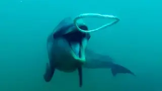 Dolphins React to Bizarre Bubbles | Ocean Giants | BBC Earth