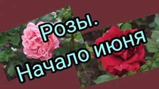 Розы в начале июня. Прогулка по саду в Ленинградской области.