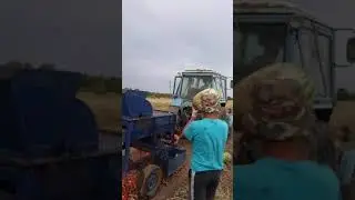 Бьем семена арбуза 2021 год. Сорт Топ Мара🍉🍉🍉