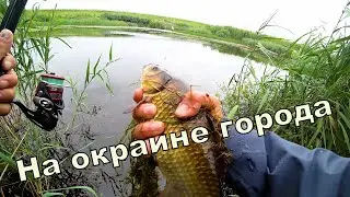 Караси в болоте на окраине города