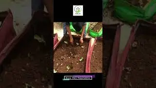 Growing vegetables on terrace at Mumbai