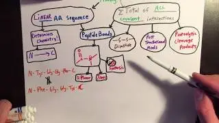 primary protein stucture